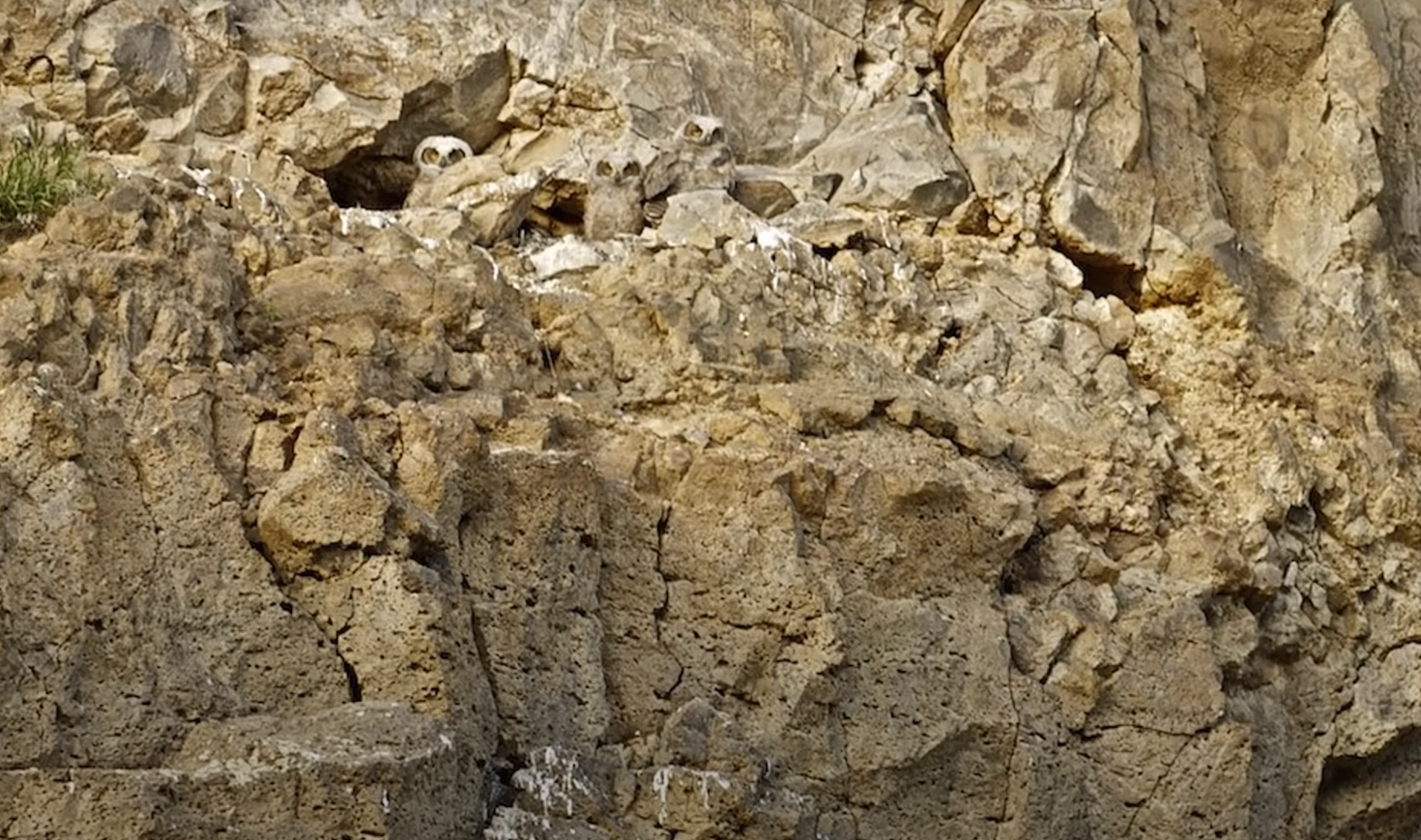 Тест на уважність. Знайдіть 10 тварин, які заховались на картинках