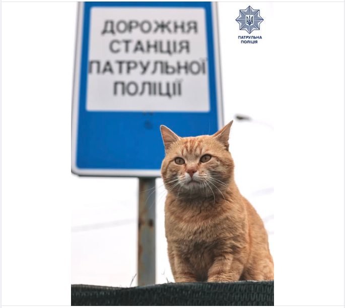 Летняя опасность для животных: полиция рассказала, что грозит четвероногим и как их спасти