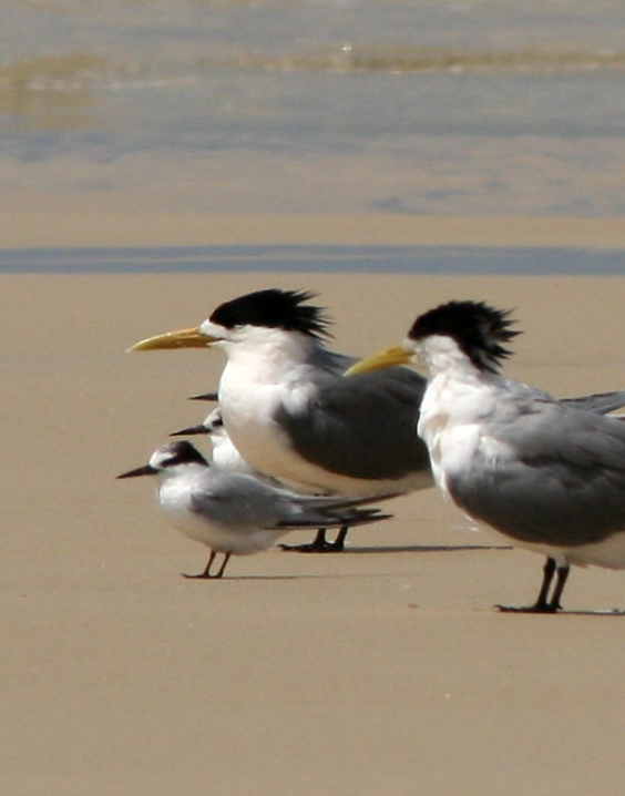Міг зникнути назавжди. Орнітолог назвав, який червонокнижний птах під загрозою через війну