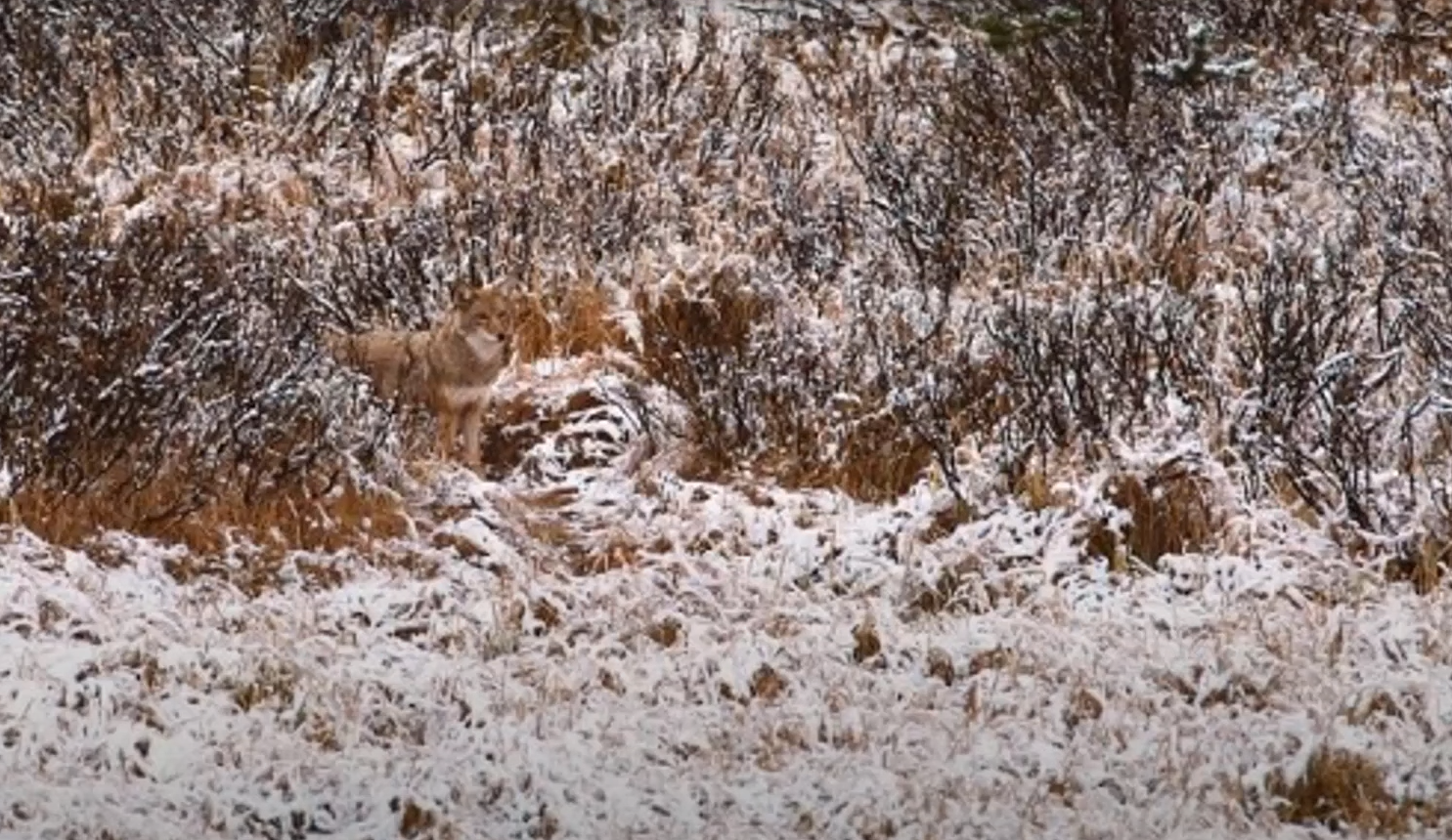 Впораються навіть діти! Знайдіть папугу серед листя за 20 секунд