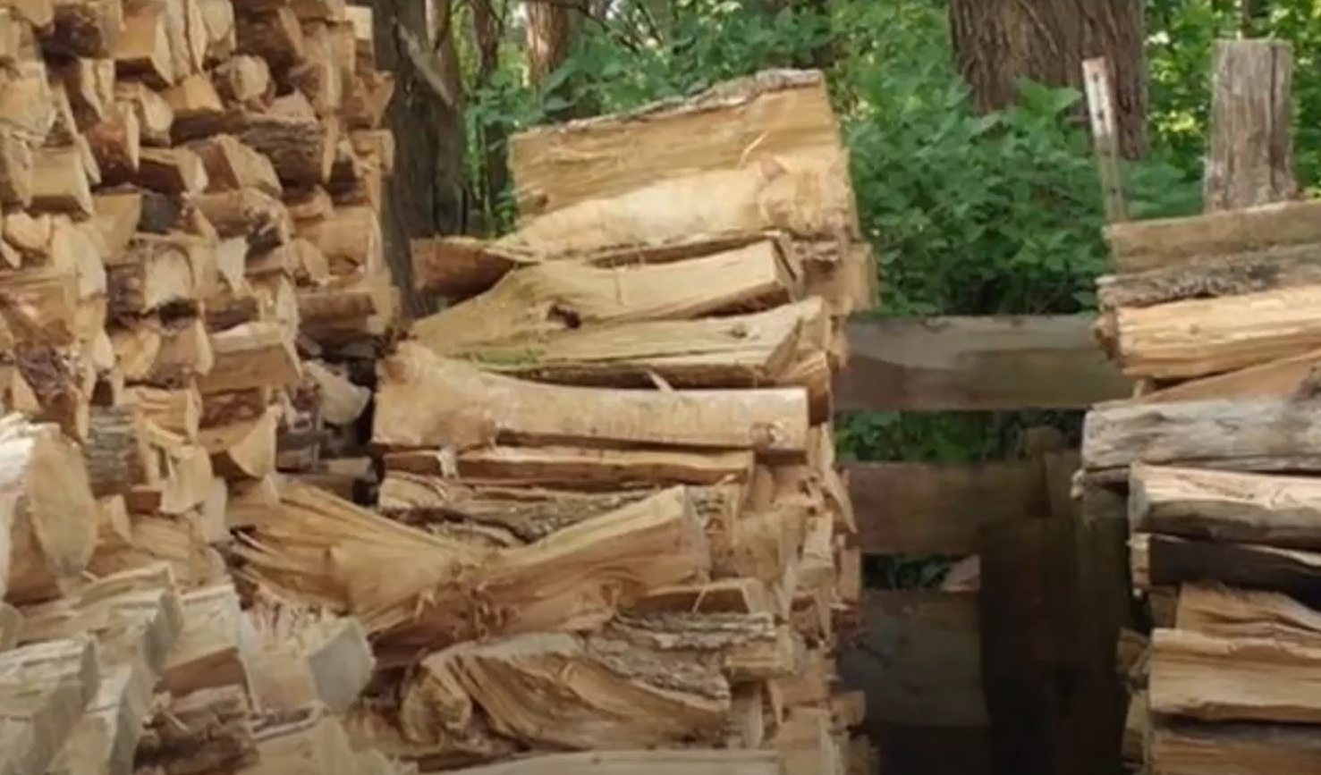 Впораються навіть діти! Знайдіть папугу серед листя за 20 секунд