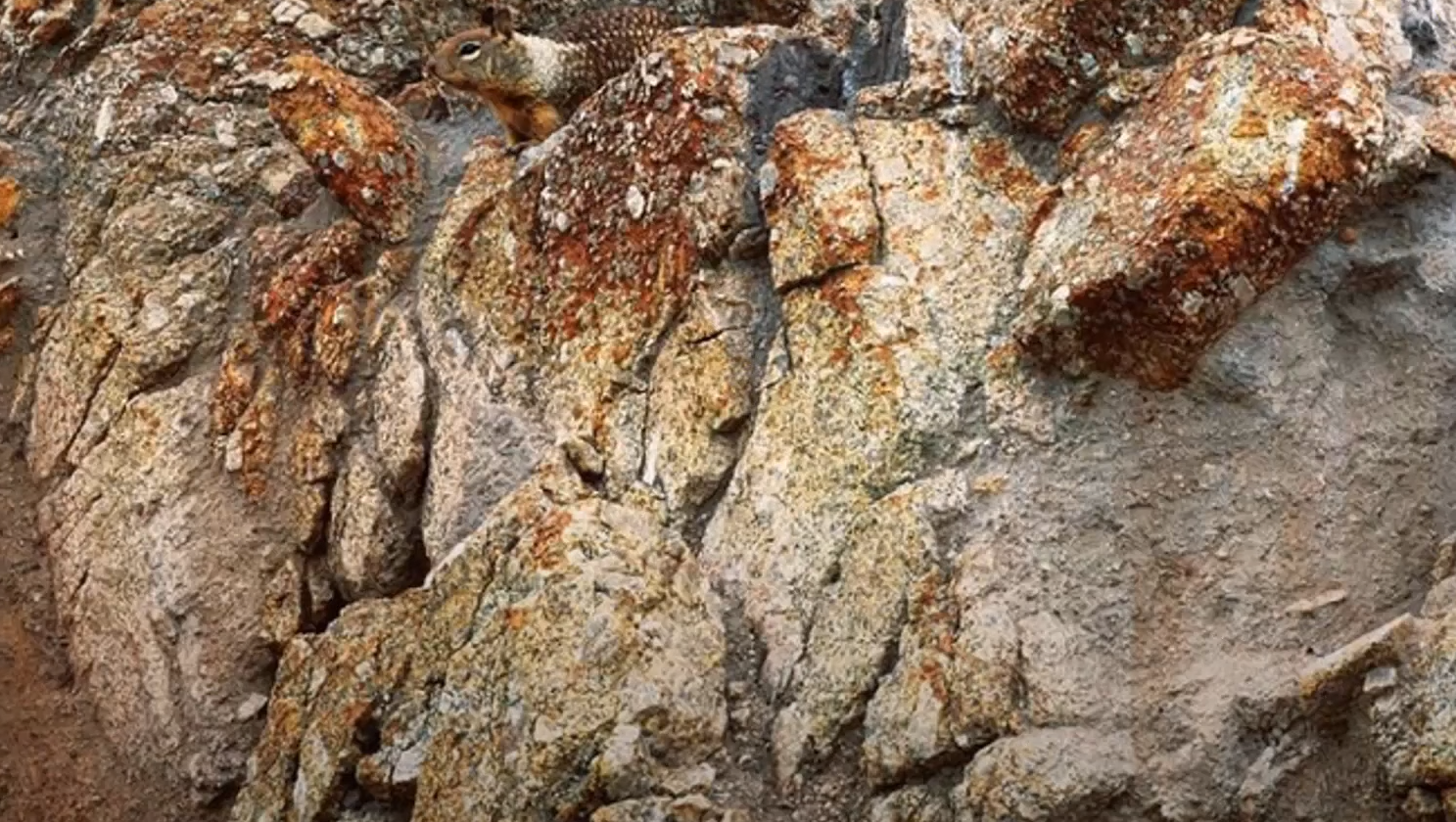 Впораються навіть діти! Знайдіть папугу серед листя за 20 секунд