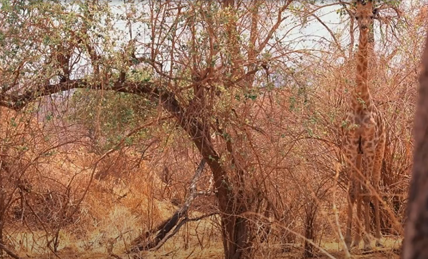 Впораються навіть діти! Знайдіть папугу серед листя за 20 секунд