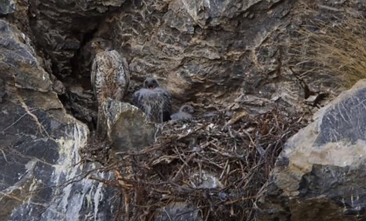 Впораються навіть діти! Знайдіть папугу серед листя за 20 секунд