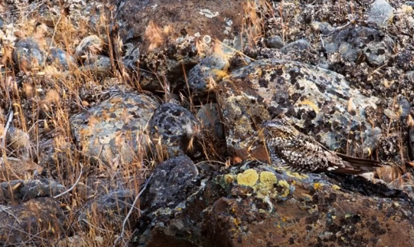 Впораються навіть діти! Знайдіть папугу серед листя за 20 секунд