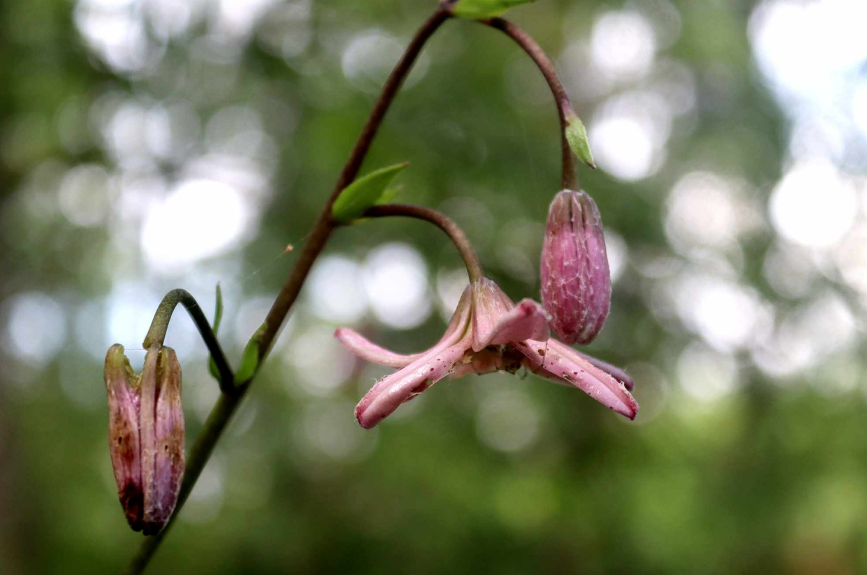 Кожна - на вагу золота: українцям показали рідкісну лісову квітку (фото)