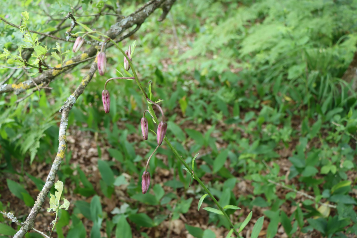 Кожна - на вагу золота: українцям показали рідкісну лісову квітку (фото)