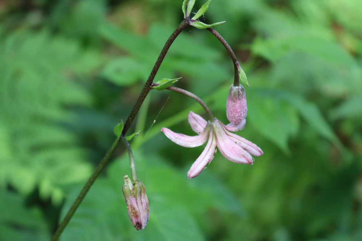Кожна - на вагу золота: українцям показали рідкісну лісову квітку (фото)