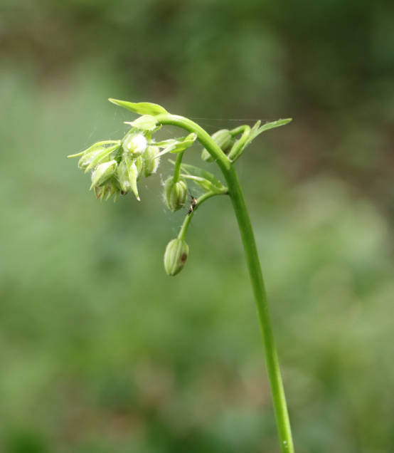 Кожна - на вагу золота: українцям показали рідкісну лісову квітку (фото)