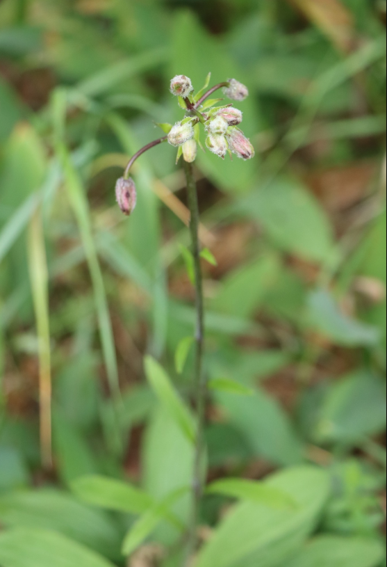 Кожна - на вагу золота: українцям показали рідкісну лісову квітку (фото)