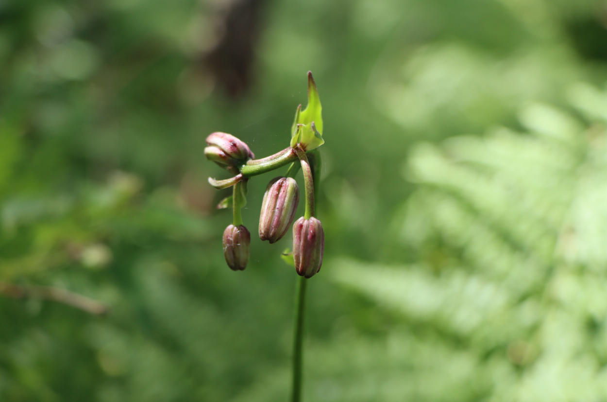 Кожна - на вагу золота: українцям показали рідкісну лісову квітку (фото)