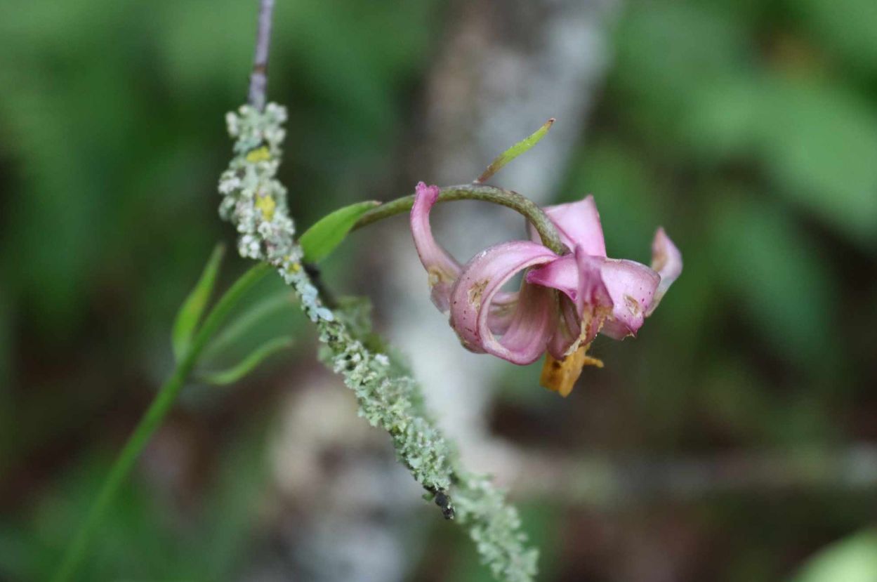 Кожна - на вагу золота: українцям показали рідкісну лісову квітку (фото)