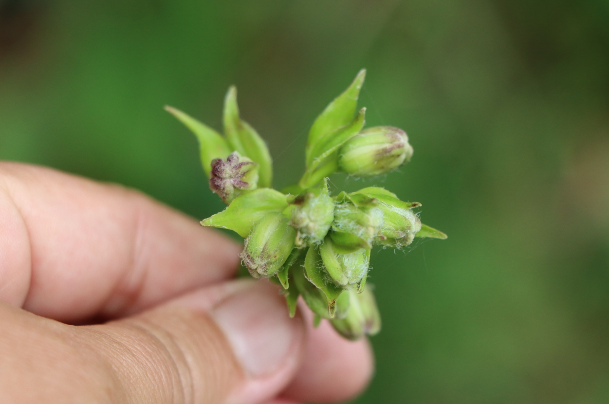 Кожна - на вагу золота: українцям показали рідкісну лісову квітку (фото)