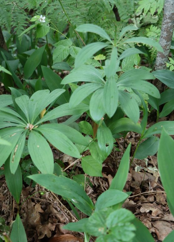 Кожна - на вагу золота: українцям показали рідкісну лісову квітку (фото)
