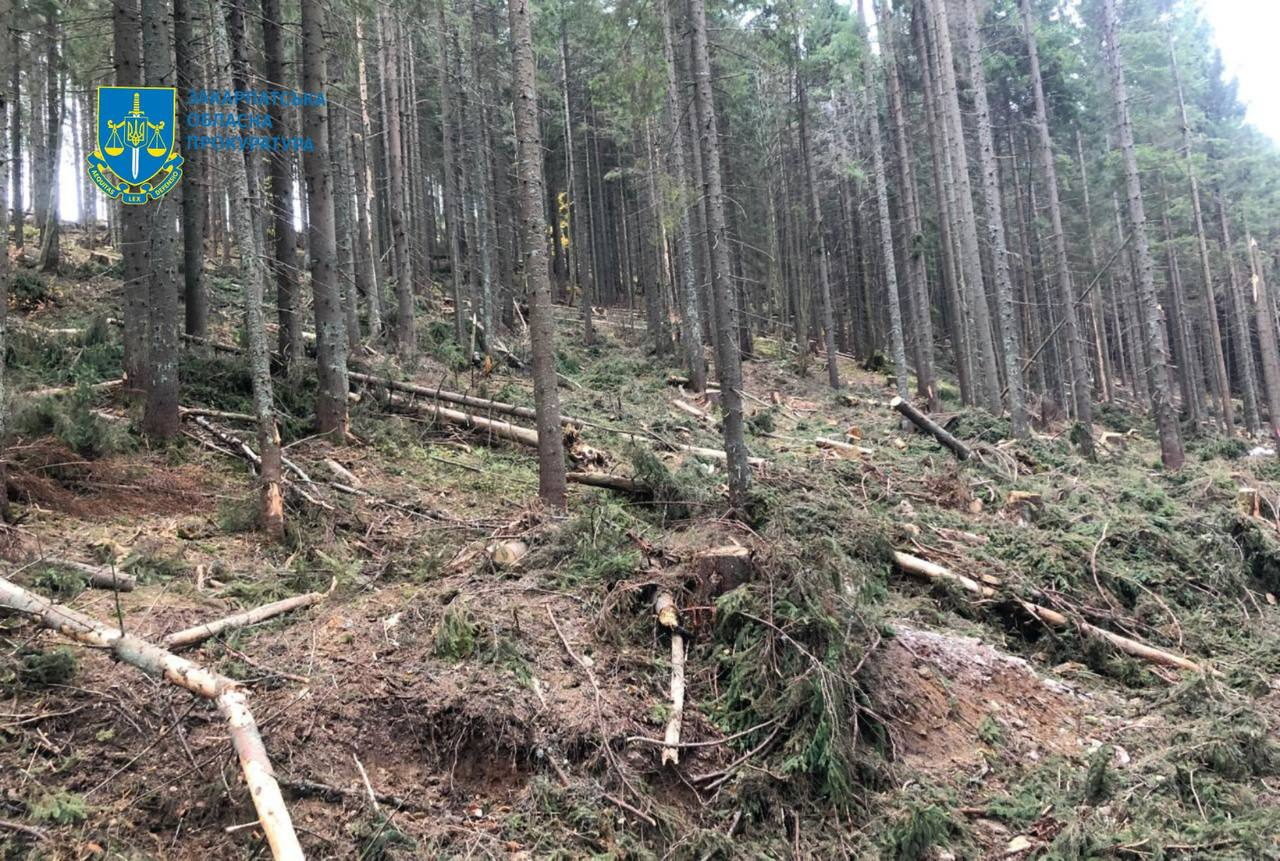 Вирубка тисяч дерев у Карпатах: посадовця звинувачують у багатомільйонних збитках