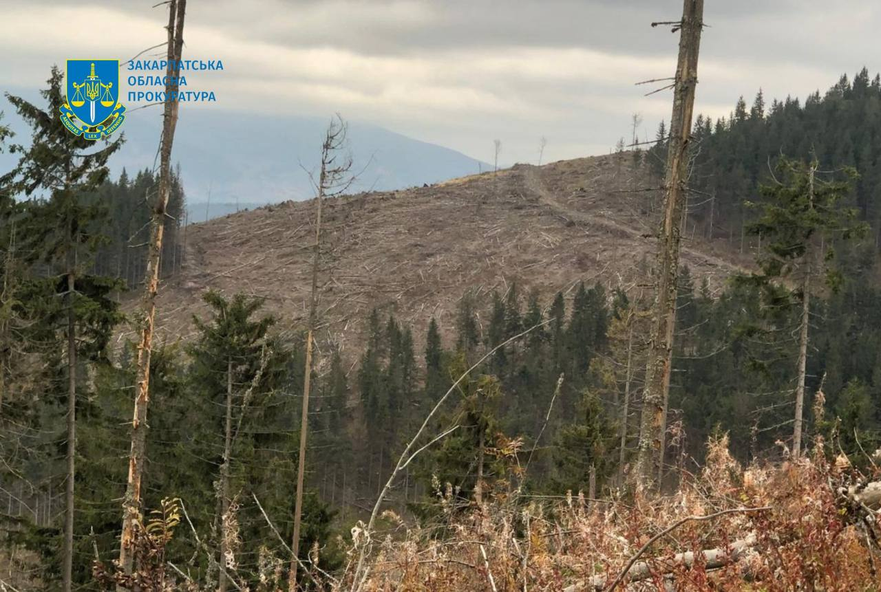 Вирубка тисяч дерев у Карпатах: посадовця звинувачують у багатомільйонних збитках