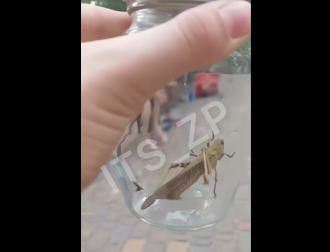 Сарана атакує Запоріжжя. Що буде з врожаєм і чи є загроза для інших регіонів