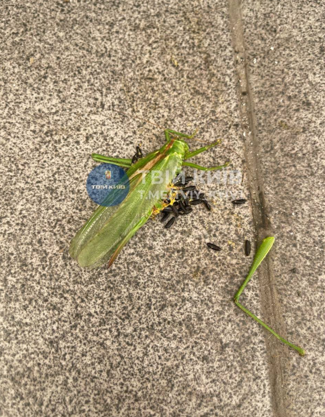 Сарана вже в Києві? Мешканці столиці діляться фото перших шкідників