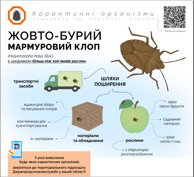 Загрожує понад 100 культурам: який небезпечний клоп може знищити врожай в Україні