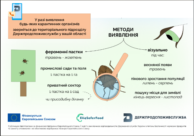 Загрожує понад 100 культурам: який небезпечний клоп може знищити врожай в Україні
