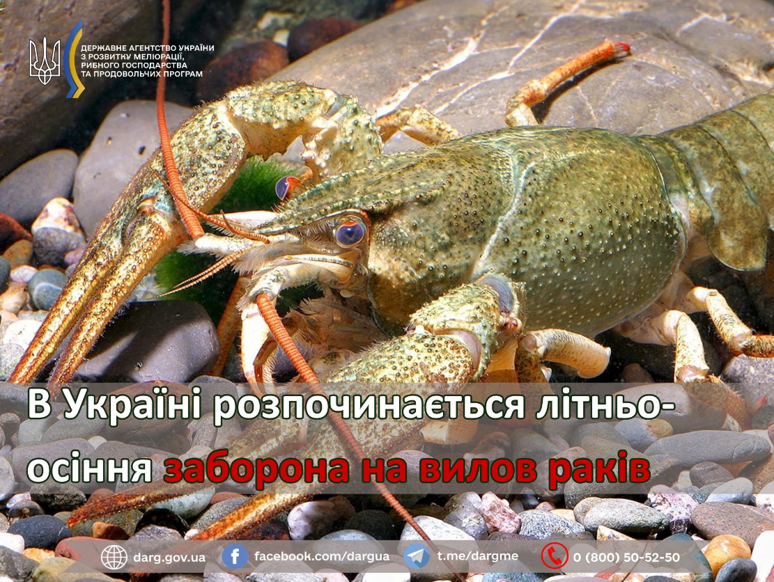Штраф понад 3 тисячі: кого забороняють ловити у водоймах України до кінця вересня