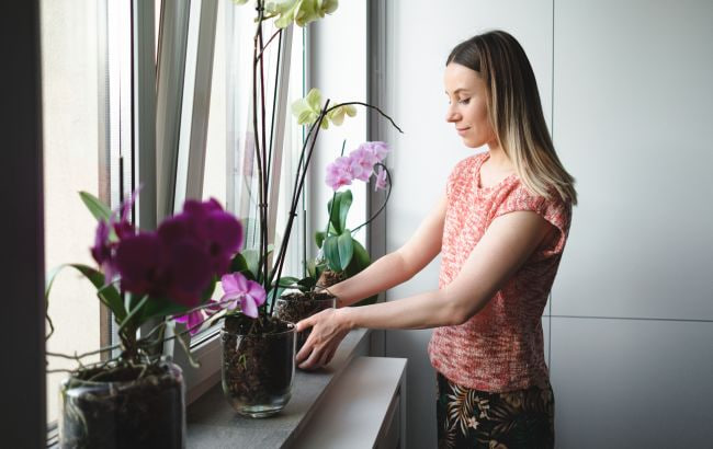 Никогда не делайте этого с орхидеями зимой, иначе они погибнут