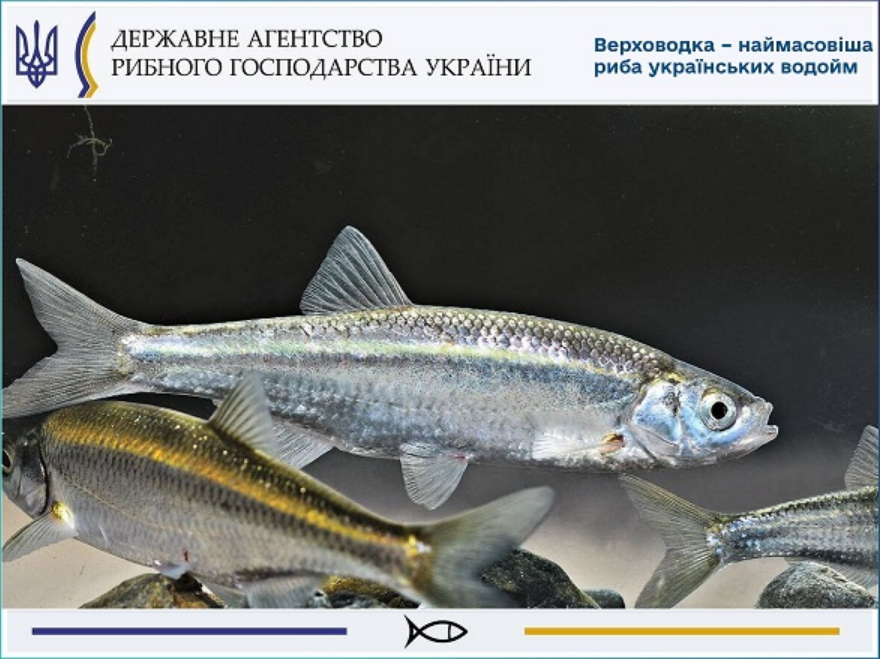Без обмежень і штрафів: 7 видів риб, які в Україні можна ловити безлімітно
