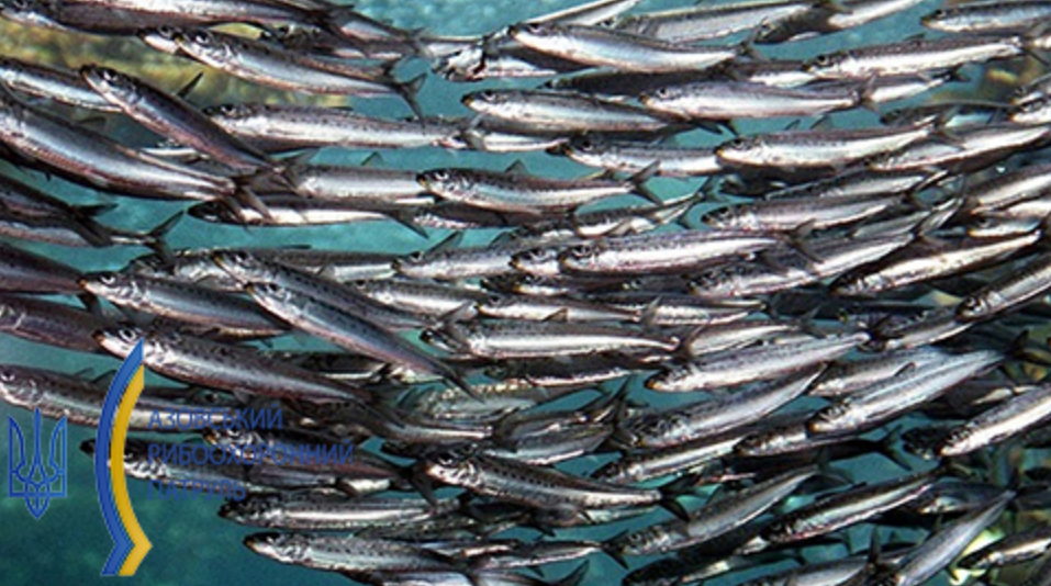 Без обмежень і штрафів: 7 видів риб, які в Україні можна ловити безлімітно