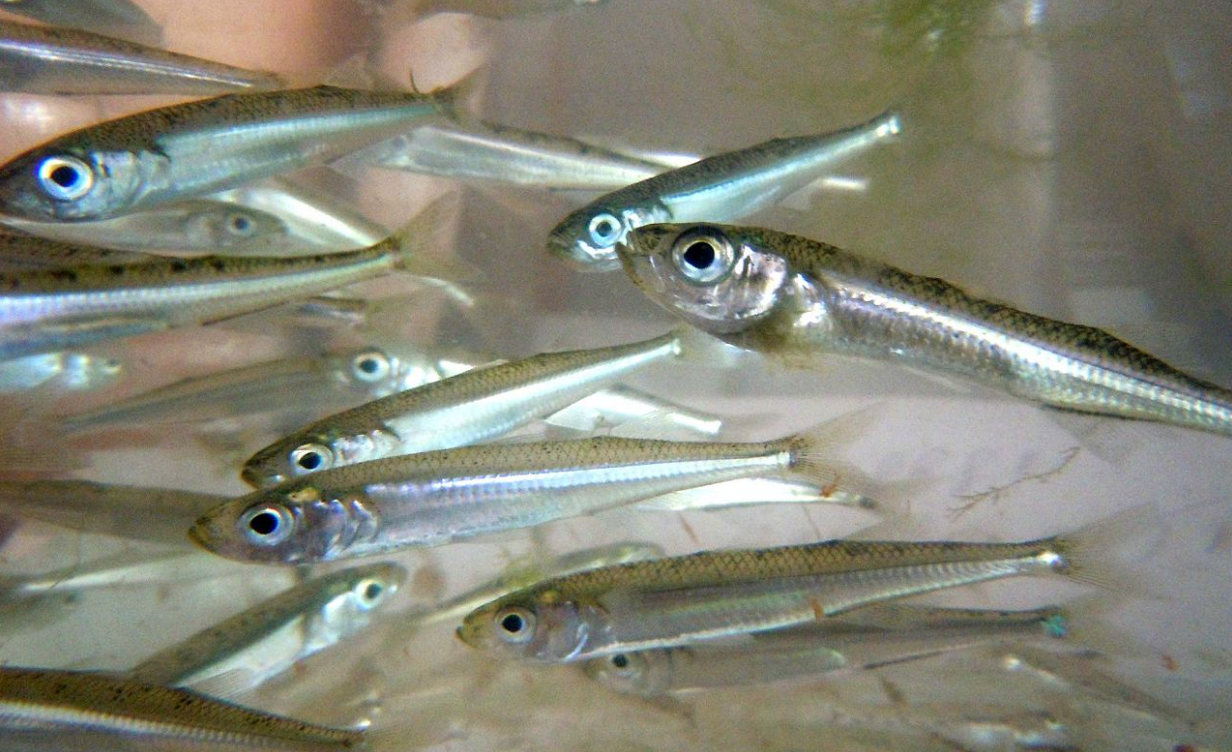 Без обмежень і штрафів: 7 видів риб, які в Україні можна ловити безлімітно