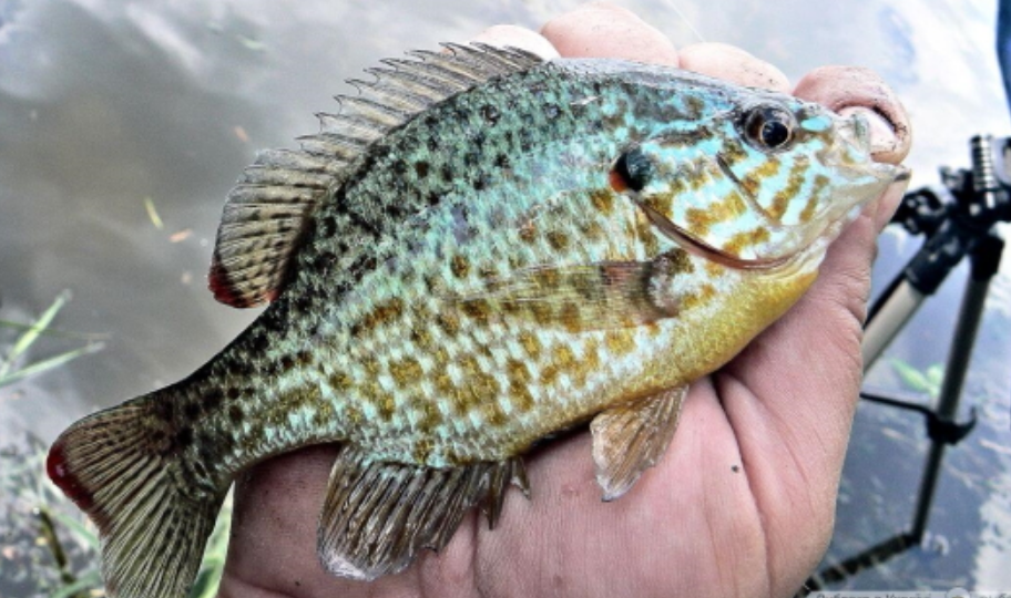 Без обмежень і штрафів: 7 видів риб, які в Україні можна ловити безлімітно