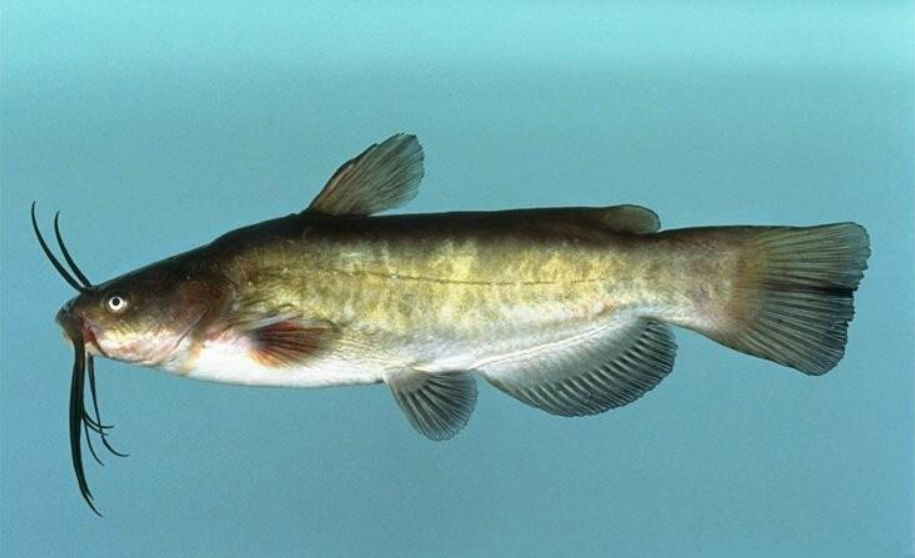 Без обмежень і штрафів: 7 видів риб, які в Україні можна ловити безлімітно