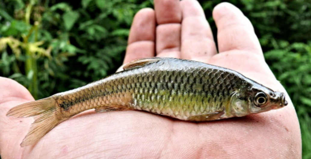 Без обмежень і штрафів: 7 видів риб, які в Україні можна ловити безлімітно