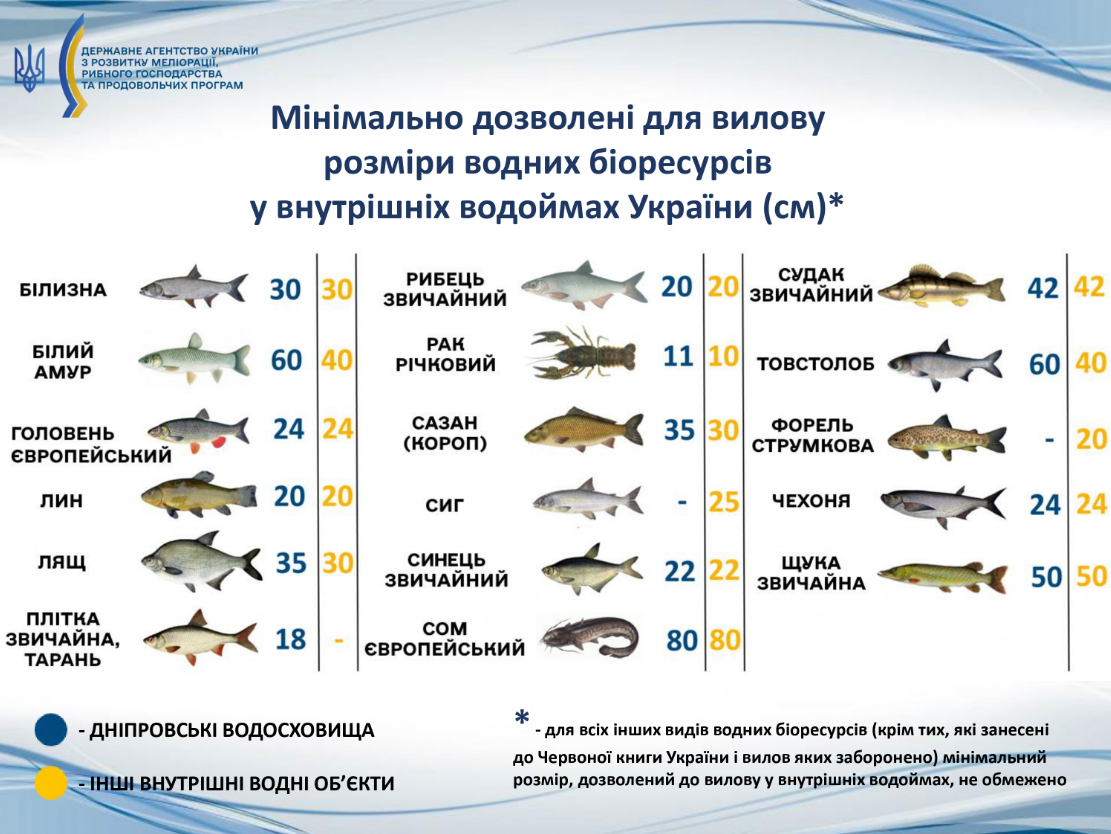 Ці риби змінюють поведінку в серпні: як зловити трофей і не нарватись на штраф