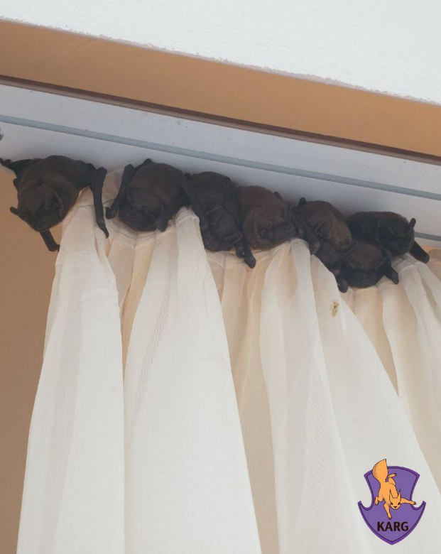 Ціла колонія у квартирі? Як українцям уникнути навали червонокнижних "гостей"