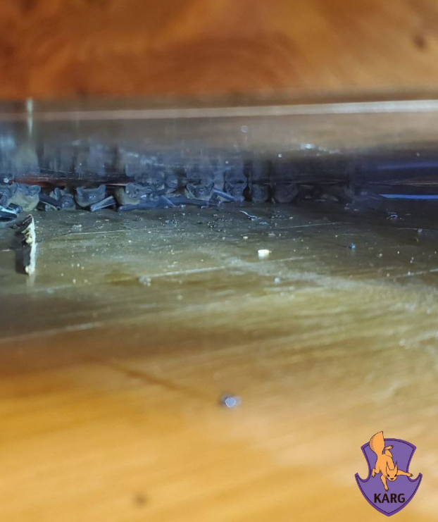 Ціла колонія у квартирі? Як українцям уникнути навали червонокнижних "гостей"