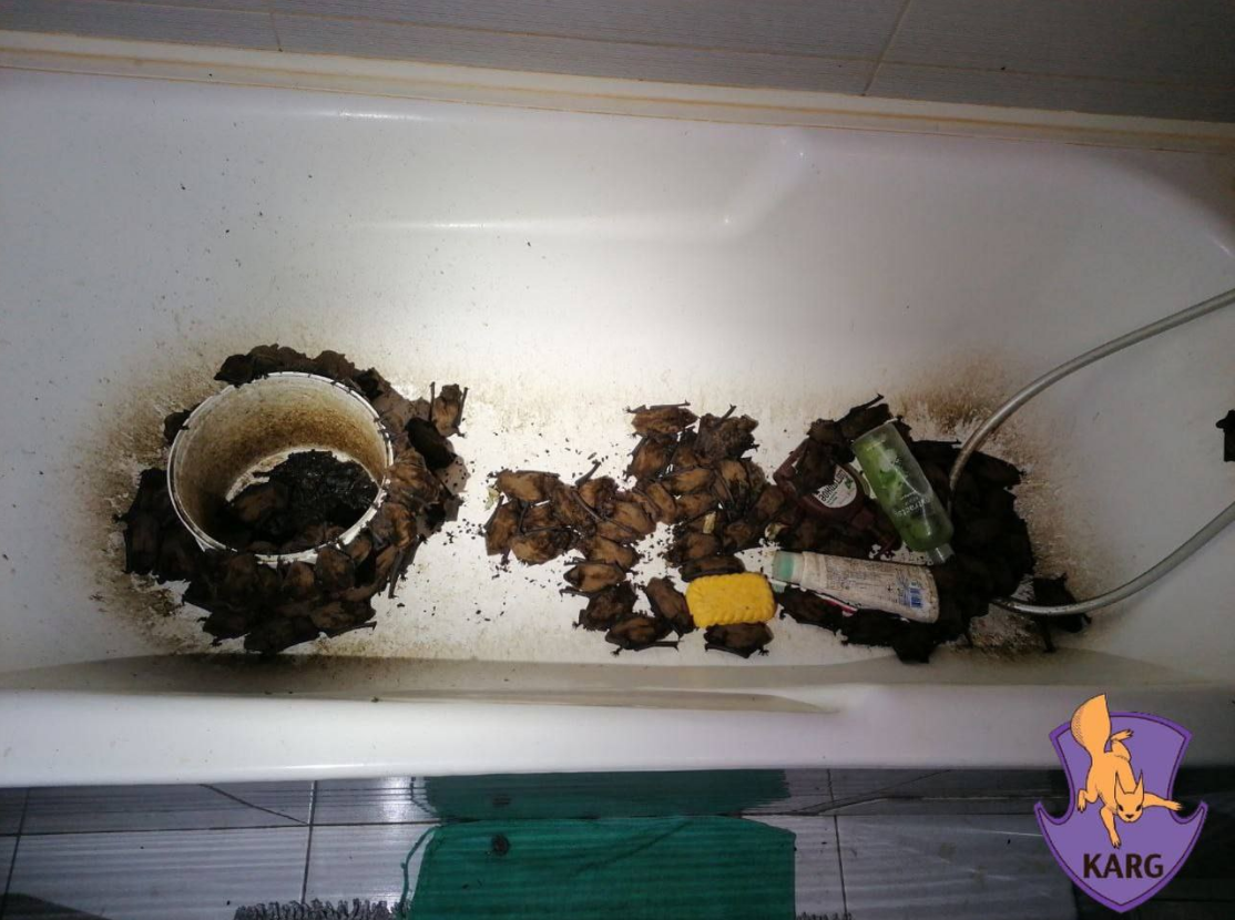 Ціла колонія у квартирі? Як українцям уникнути навали червонокнижних "гостей"