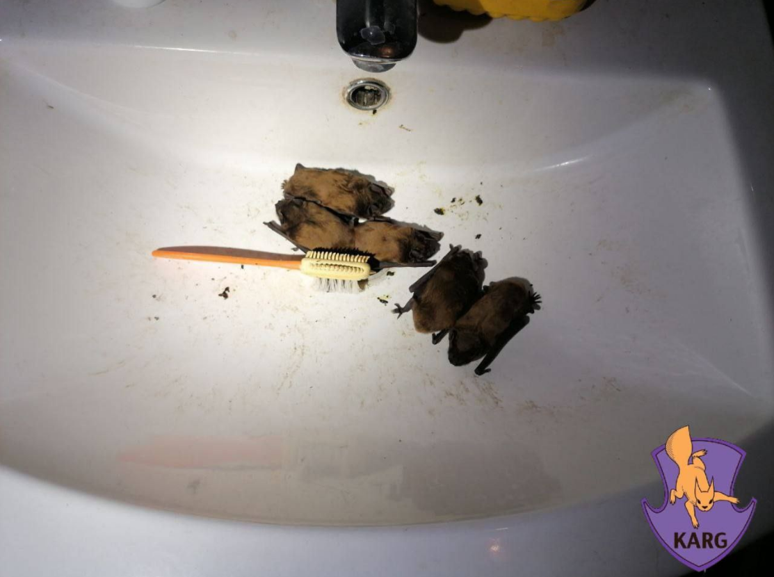 Ціла колонія у квартирі? Як українцям уникнути навали червонокнижних "гостей"