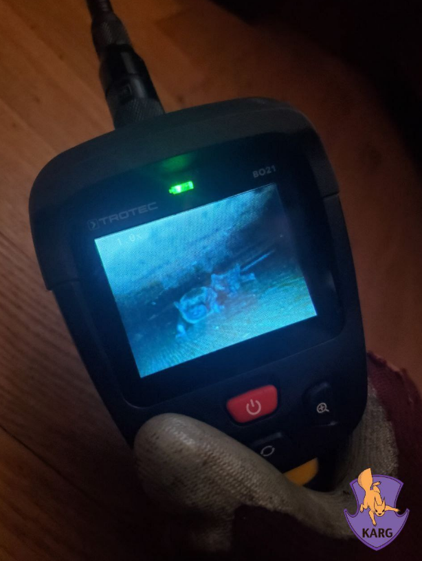 Ціла колонія у квартирі? Як українцям уникнути навали червонокнижних "гостей"