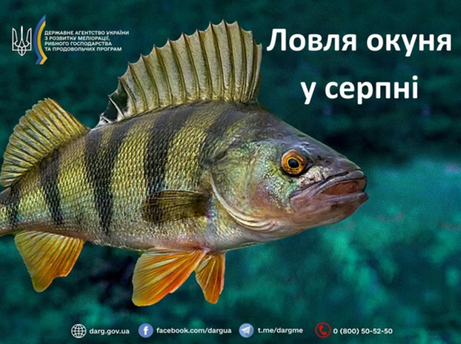 Ці риби змінюють поведінку в серпні: як зловити трофей і не нарватись на штраф