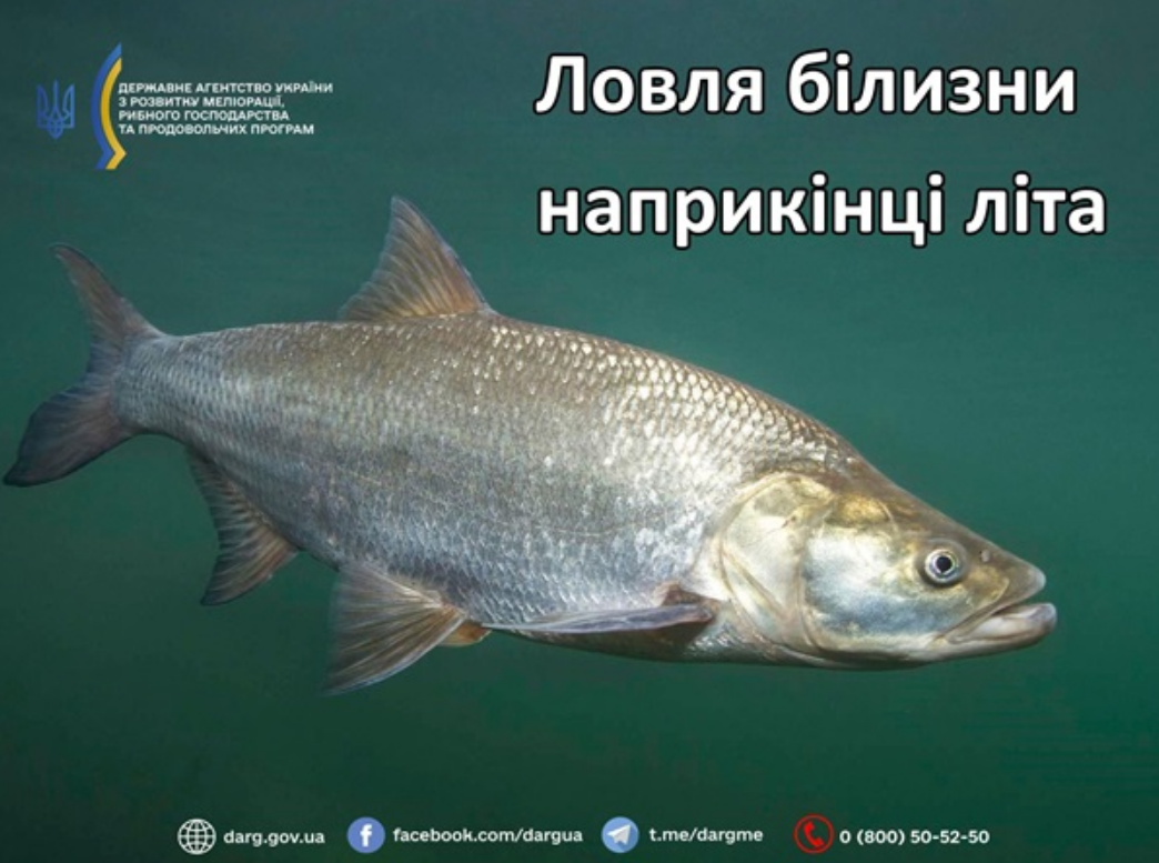 Ці риби змінюють поведінку в серпні: як зловити трофей і не нарватись на штраф