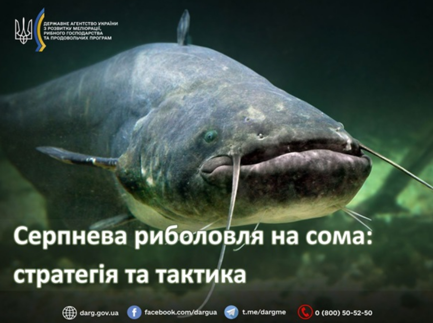 Ці риби змінюють поведінку в серпні: як зловити трофей і не нарватись на штраф