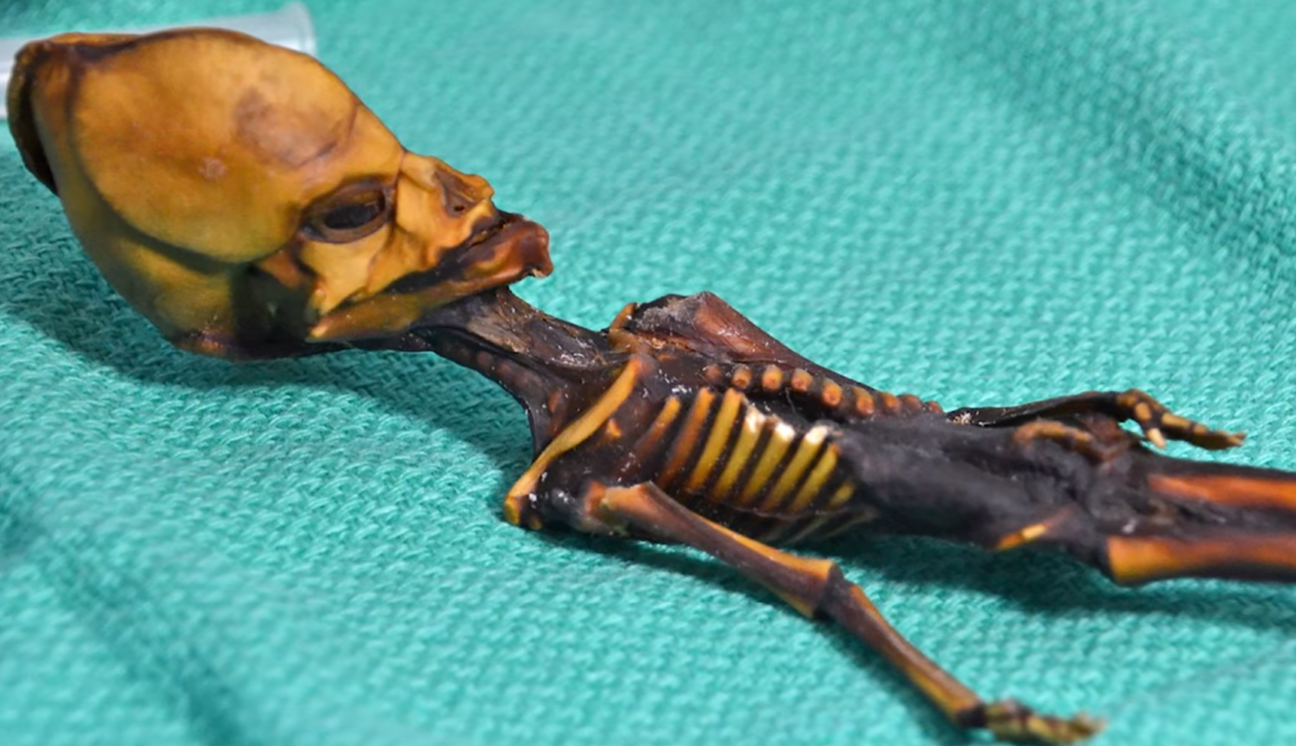 "Гуманоїд Атаками". Як виглядає загадкова крихітна мумія, знайдена науковцями, і що про неї відомо