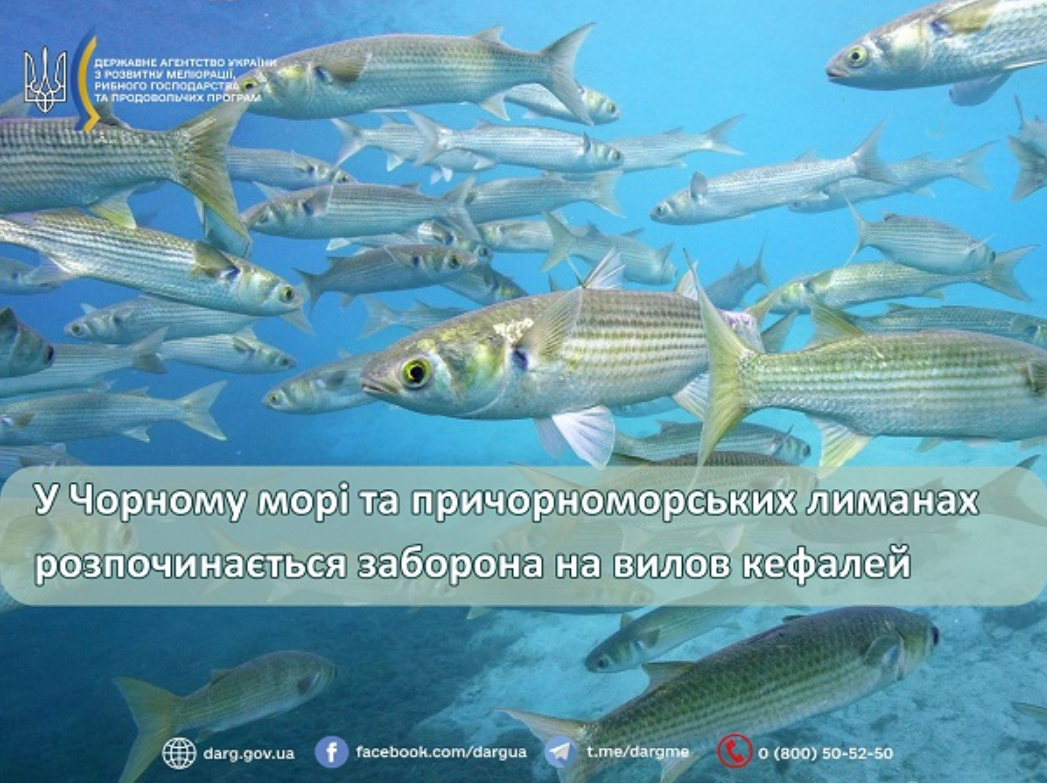 Від штрафів до криміналу: яку рибу заборонили ловити українцям і до якого числа