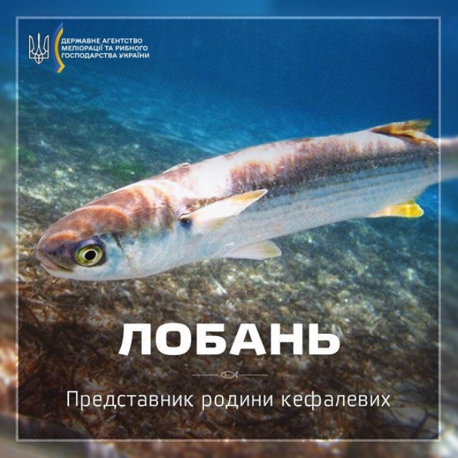 Від штрафів до криміналу: яку рибу заборонили ловити українцям і до якого числа