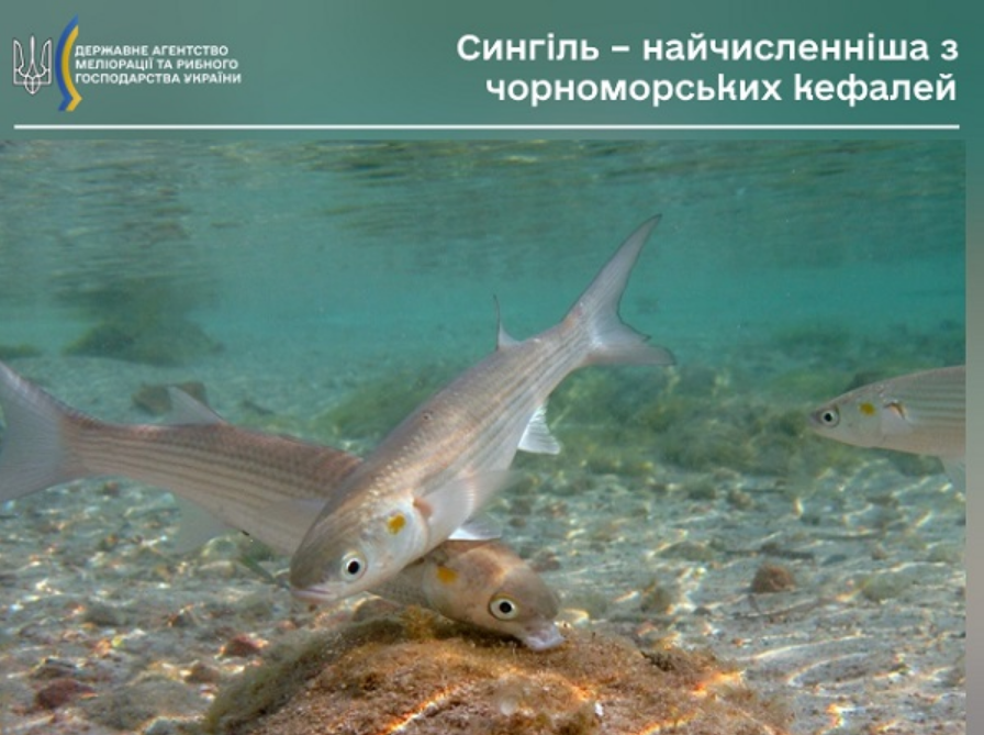 Від штрафів до криміналу: яку рибу заборонили ловити українцям і до якого числа