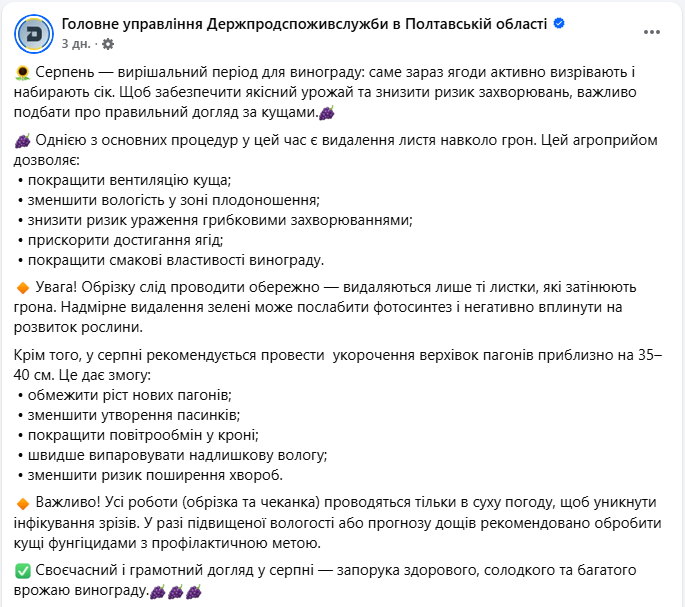 Це потрібно зробити у серпні. Садівникам нагадали важливе правило, яке врятує виноград
