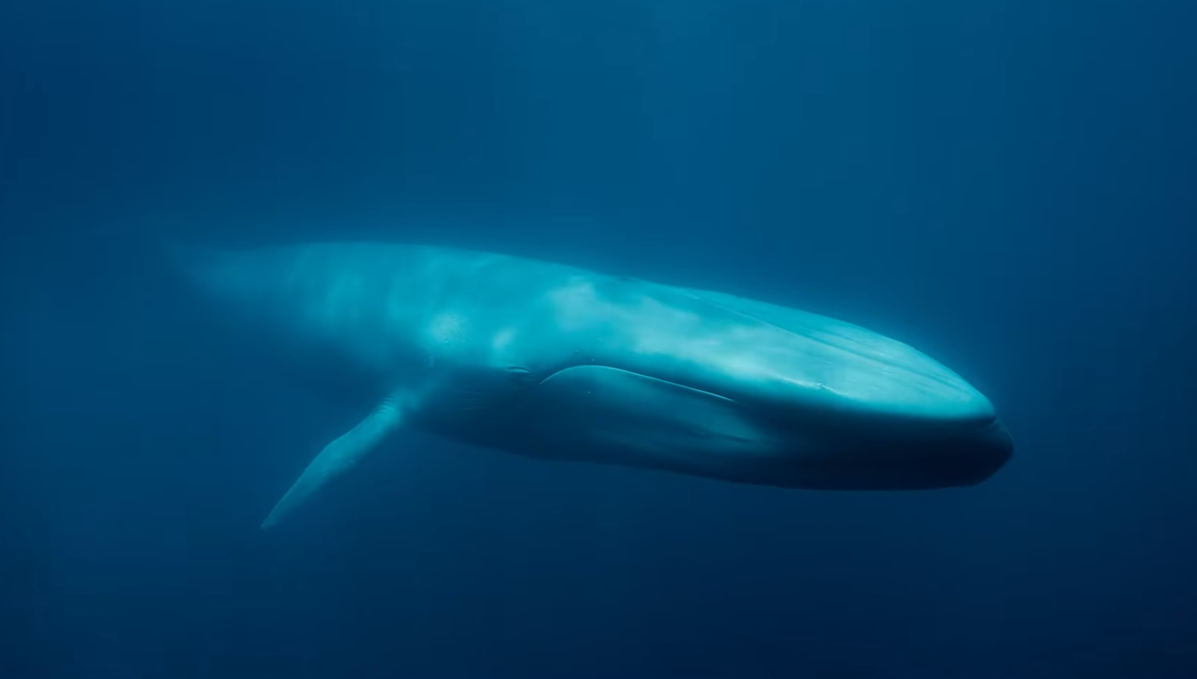 11 найбільших істот на планеті. Яких розмірів досягають і чим харчуються