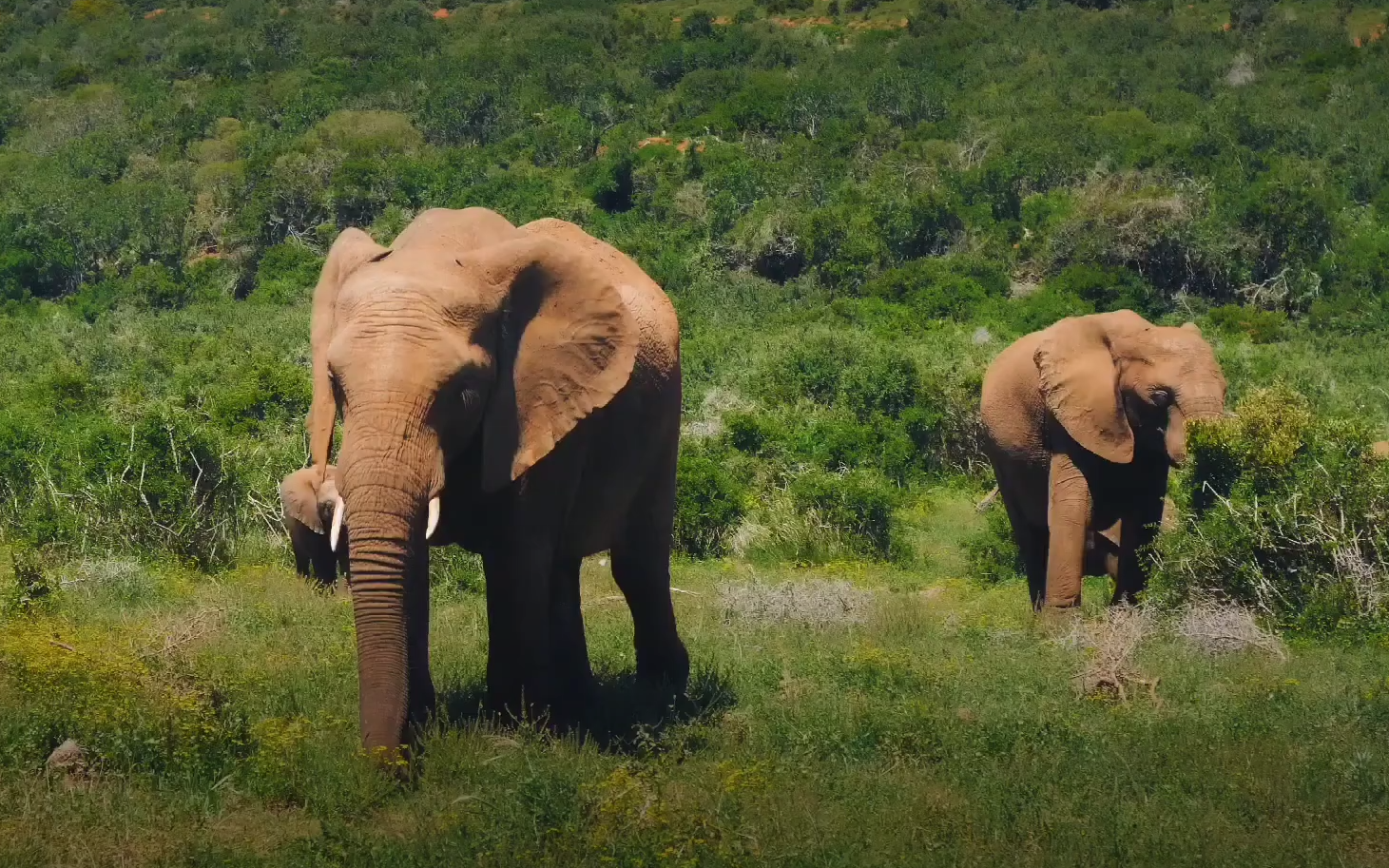 11 найбільших істот на планеті. Яких розмірів досягають і чим харчуються