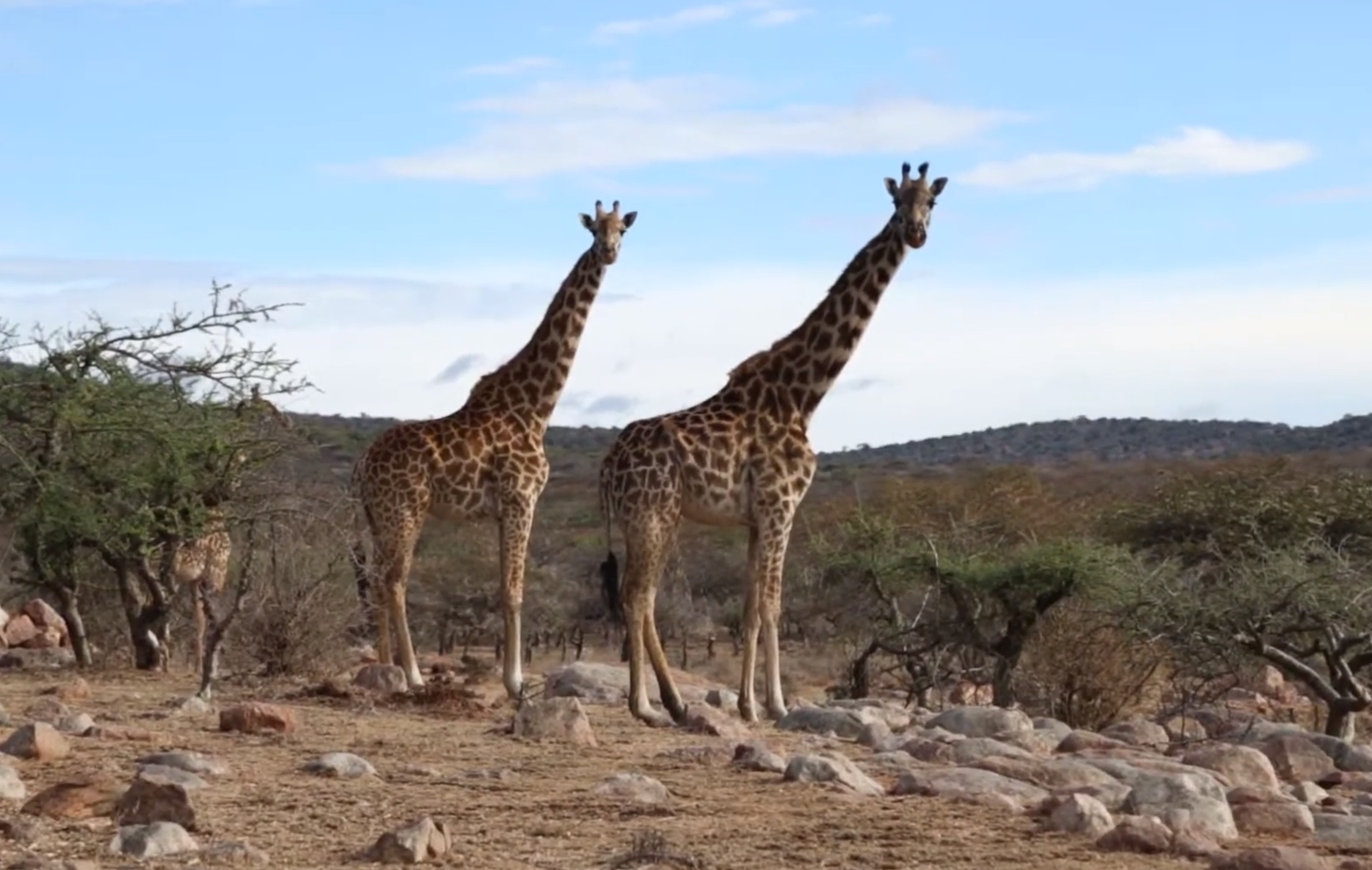 11 найбільших істот на планеті. Яких розмірів досягають і чим харчуються