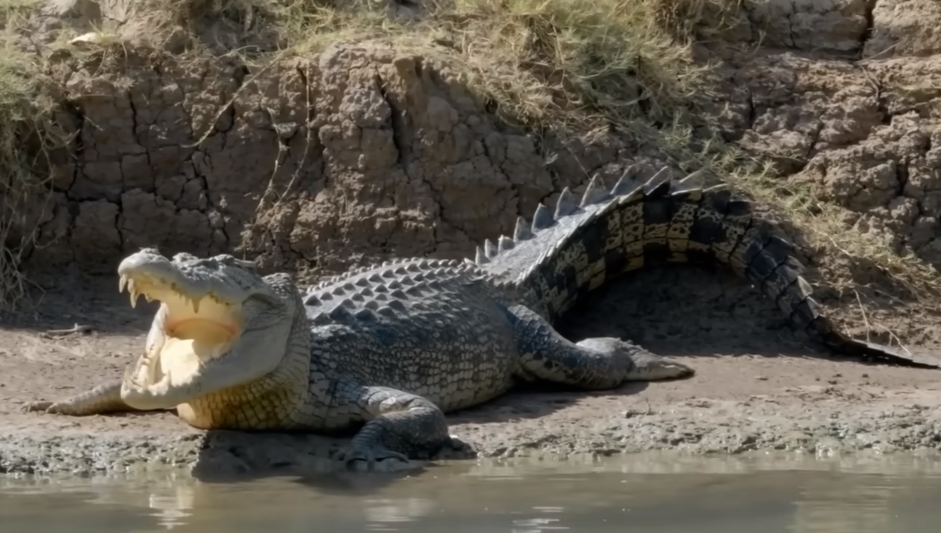 11 найбільших істот на планеті. Яких розмірів досягають і чим харчуються